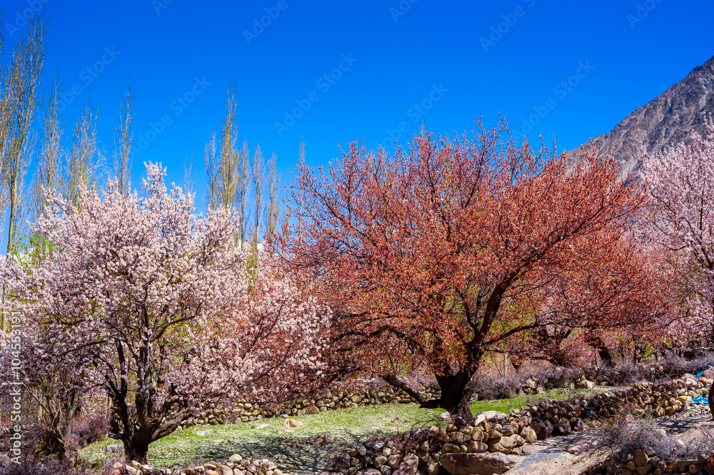 beautiful Landscape of Hunza Valley in Autumn season, Northern Area of Pakistan beautiful Landscape of Hunza Valley in Autumn season, Northern Area of Pakistan