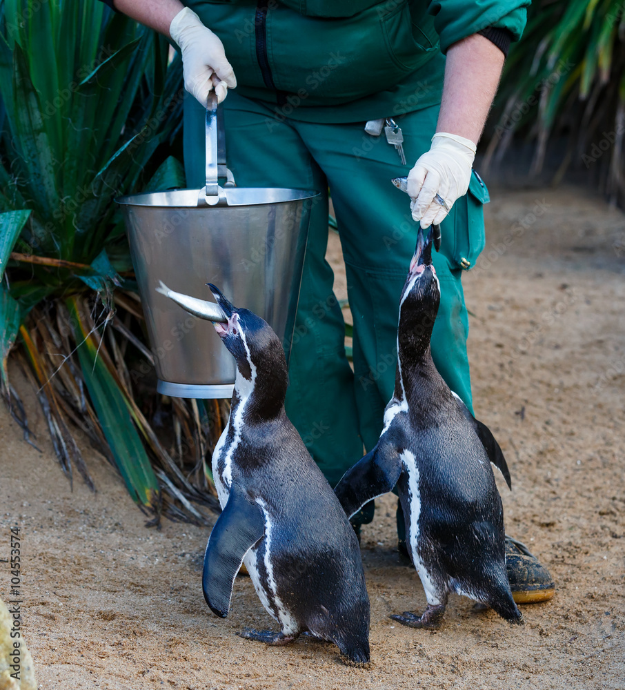 Fototapeta premium Pingwiny karmiące w zoo