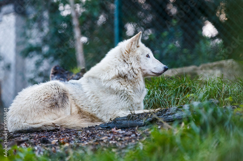 Beautiful white wolf