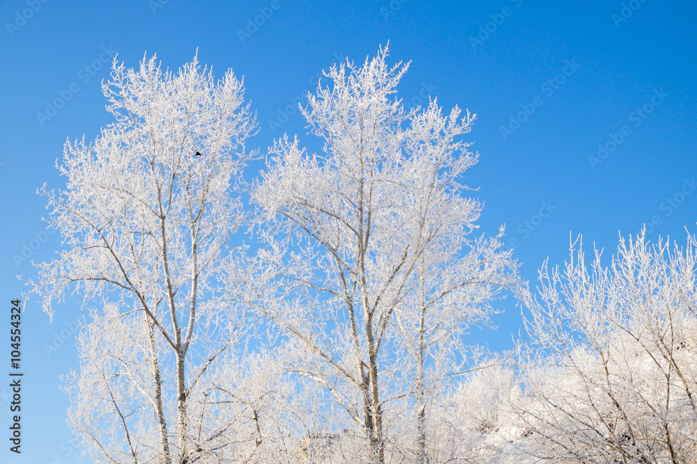 trees covered with snow against the blue and clear sky trees covered with snow against the blue and clear sky