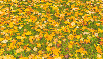 colorful maple leave on the ground,lawn for background in the park.