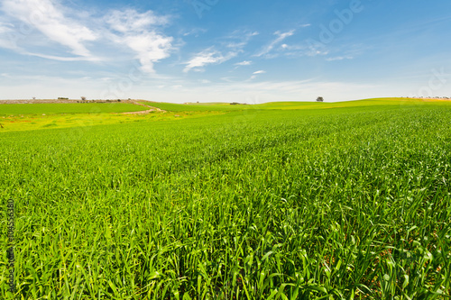 Field in Israel