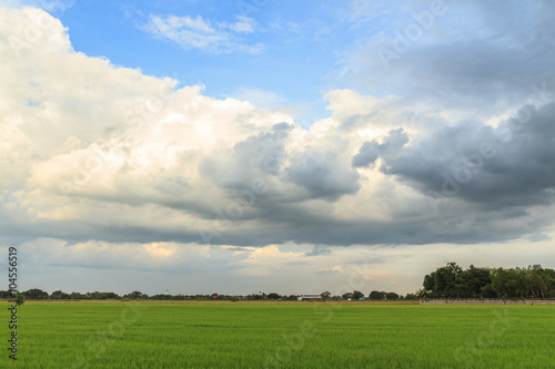 Rice field with sky