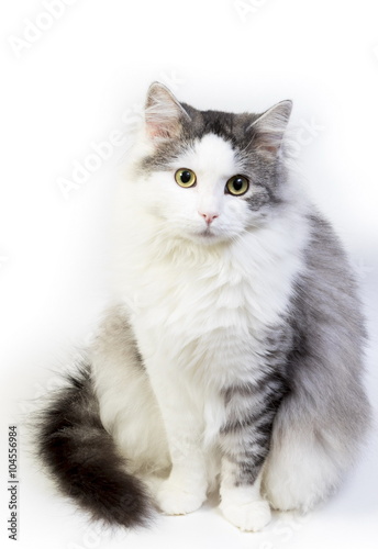 Fototapeta Naklejka Na Ścianę i Meble -  Siberian cat, portrait on a white background