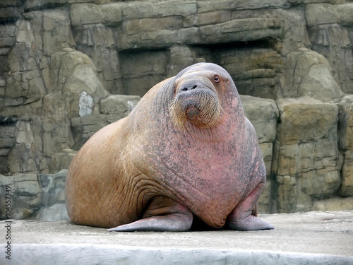 This is the coach of the women's teams synchronised swimming.