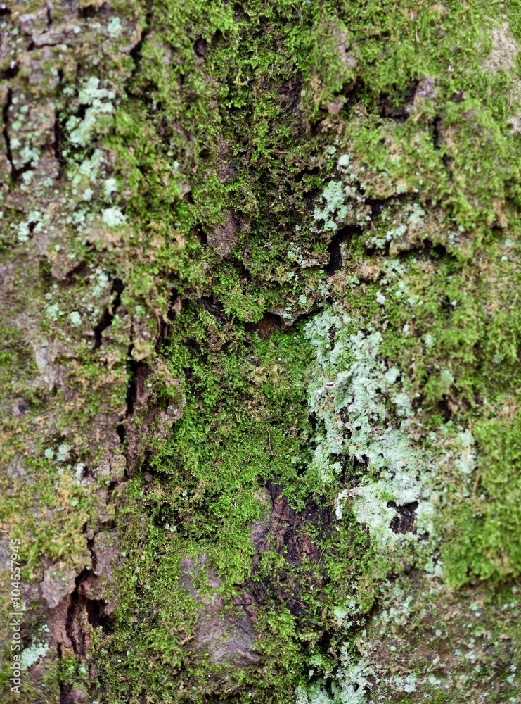 close-up of overgrown bark. Moss growing on an oak tree. close-up of overgrown bark. Moss growing on an oak tree.