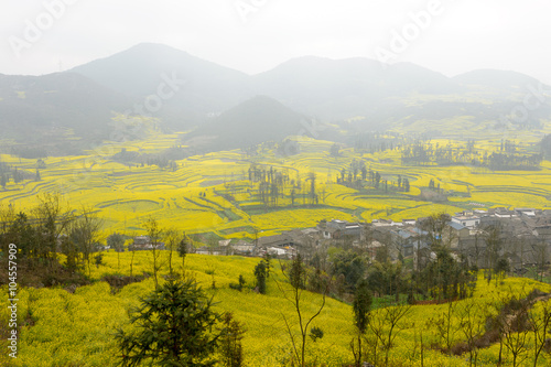 Yellow rapeseed flower field in Luoping  China