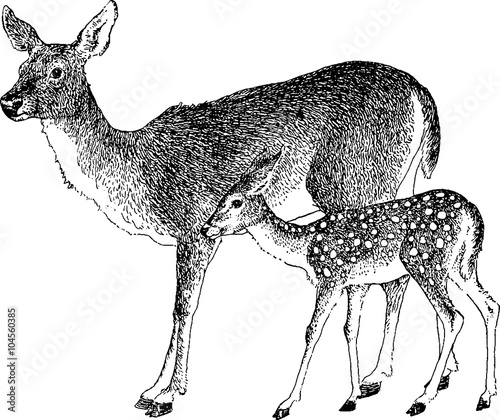 Vintage drawing deer