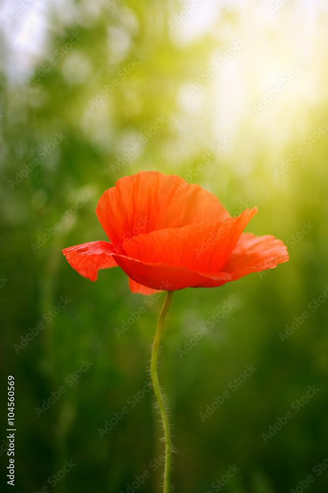 wild poppy flower on field wild poppy flower on field