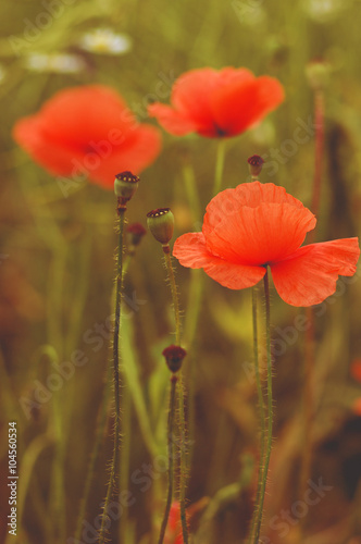 wild poppy flower on field