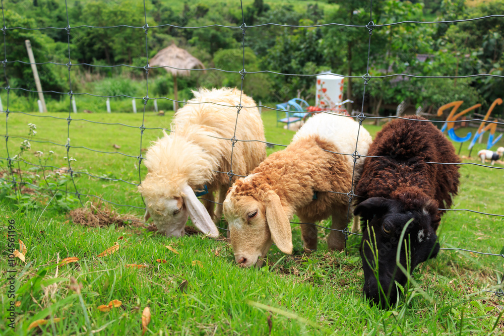 Sheep are eating grass at Khao Kho district , Phetchabun , Thailand Sheep are eating grass at Khao Kho district , Phetchabun , Thailand