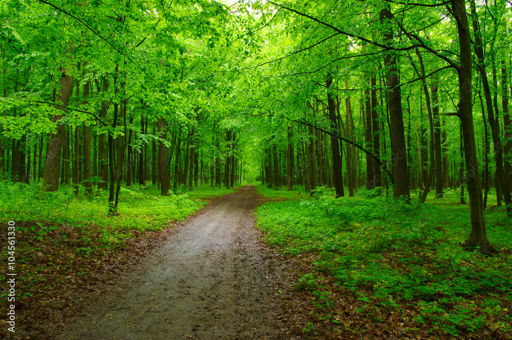 Obraz premium green forest