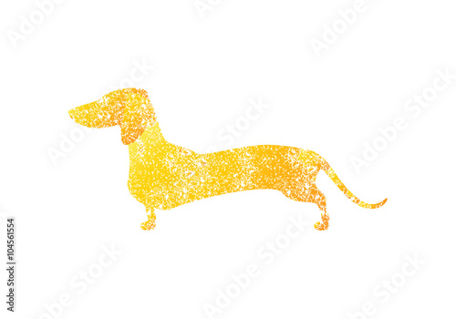 Golden colored shabby dachshund