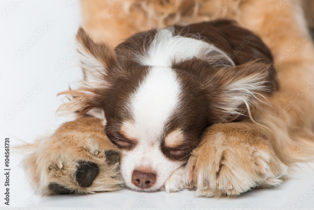 Kleiner Hund schläft zwischen großen Pfoten Kleiner Hund schläft zwischen großen Pfoten