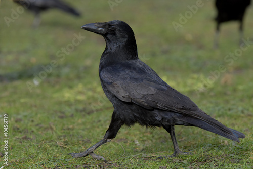 Carrion Crow