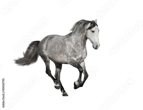 isolate of the gray horse on the white background