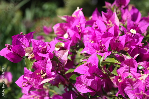 purple blooming bougainvillea in the garden 