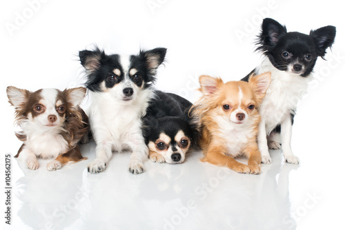 Fototapeta Naklejka Na Ścianę i Meble -  Chihuahuas