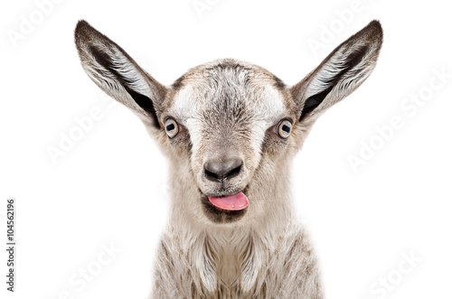 Portrait of funny gray goatling showing tongue