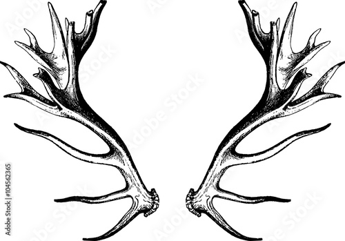 Vintage drawing deer antlers Fototapeta