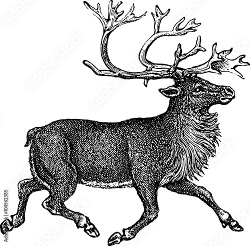 Vintage drawing deer