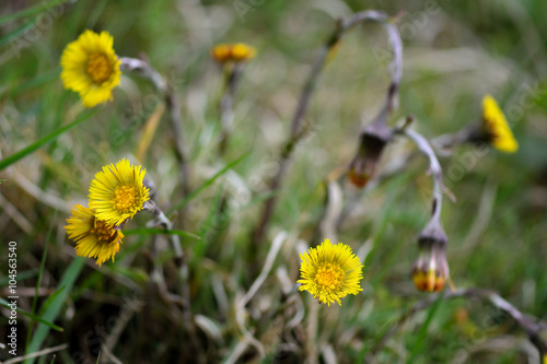 Coltsfoot (Tussilago farfara). A yellow early spring flower in the daisy family (Asteraceae), a plant with a long history of use in herbal medicine