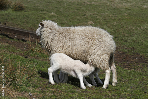 Schaf mit seinem Lamm photo