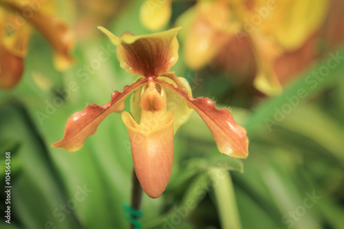 Close focus onto a yellow nepanthes photo