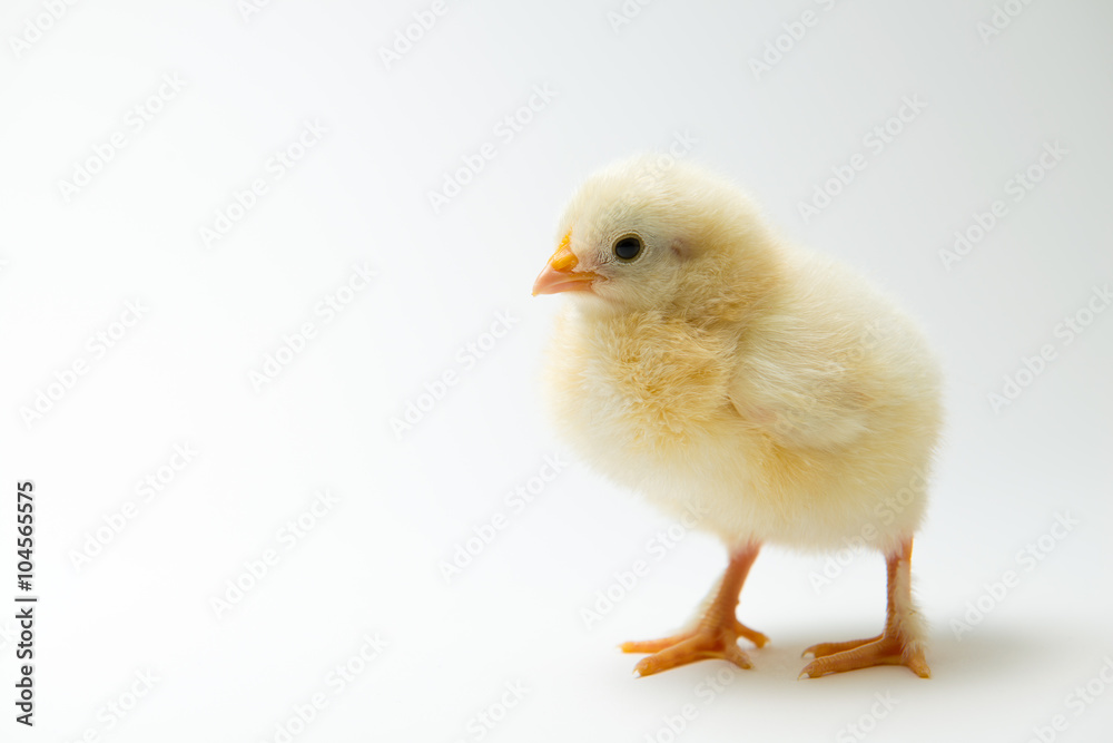 little chick in front of bright background little chick in front of bright background