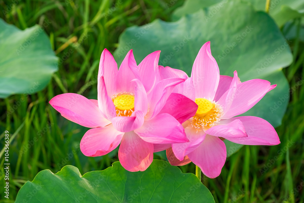 Pink lotus in the pond. Ho Chi Minh, Viet Nam Pink lotus in the pond. Ho Chi Minh, Viet Nam