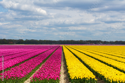 Spring tulip fields in Holland  colorful flowers in Netherlands  