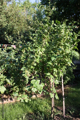 Black currant bush in the garden