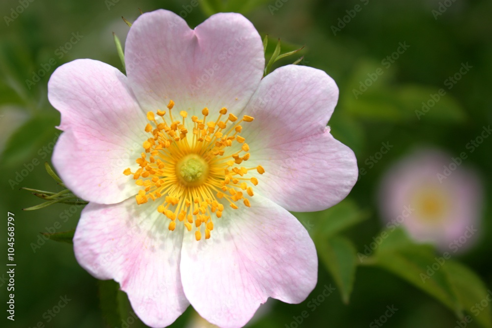 Bloom of dog-rose rosehip in summer Bloom of dog-rose rosehip in summer