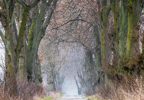 Baumallee in Brandenburg photo