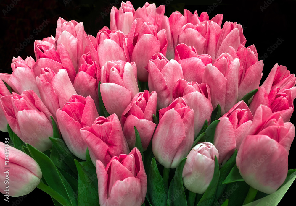 Obraz premium Spring bouquet of pink tulips