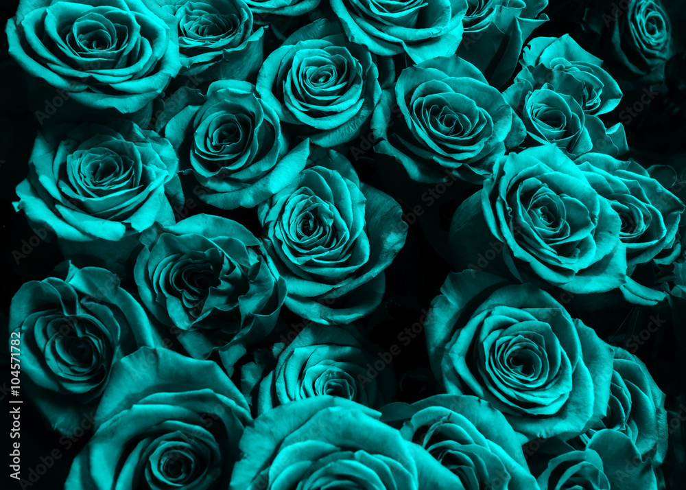 Fototapeta tło niebieskie róże na białym na czarnym tle.