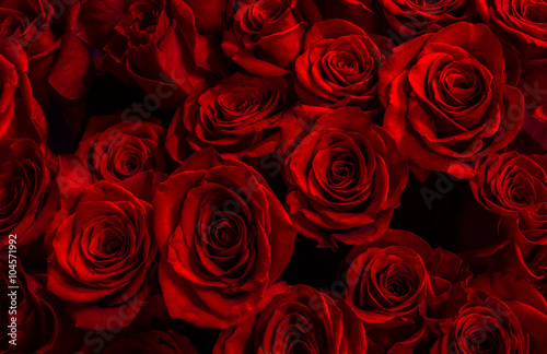  red roses isolated on a black background. Greeting card with ro