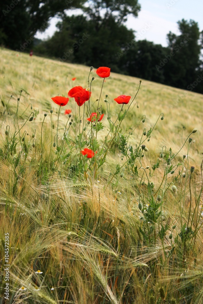 Fototapeta premium cornflower in barley field