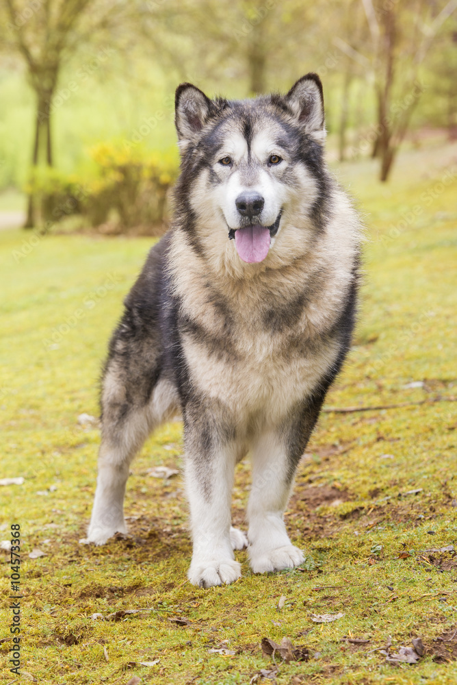 Alaskan Malamute in a park looking at camera. Vertical. Front view. No people Alaskan Malamute in a park looking at camera. Vertical. Front view. No people