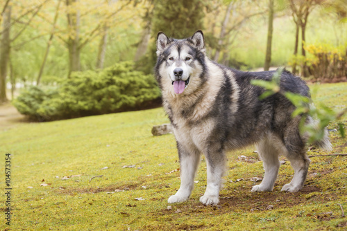 Alaskan Malamute in a park looking at camera. Copy space © duranphotography
