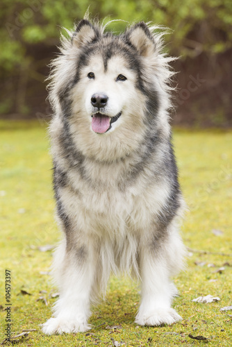 Front view of an old Alaskan Malamute in a park. Vertical