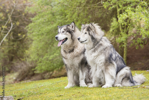 Couple of Alaskan Malamutes in a park © duranphotography