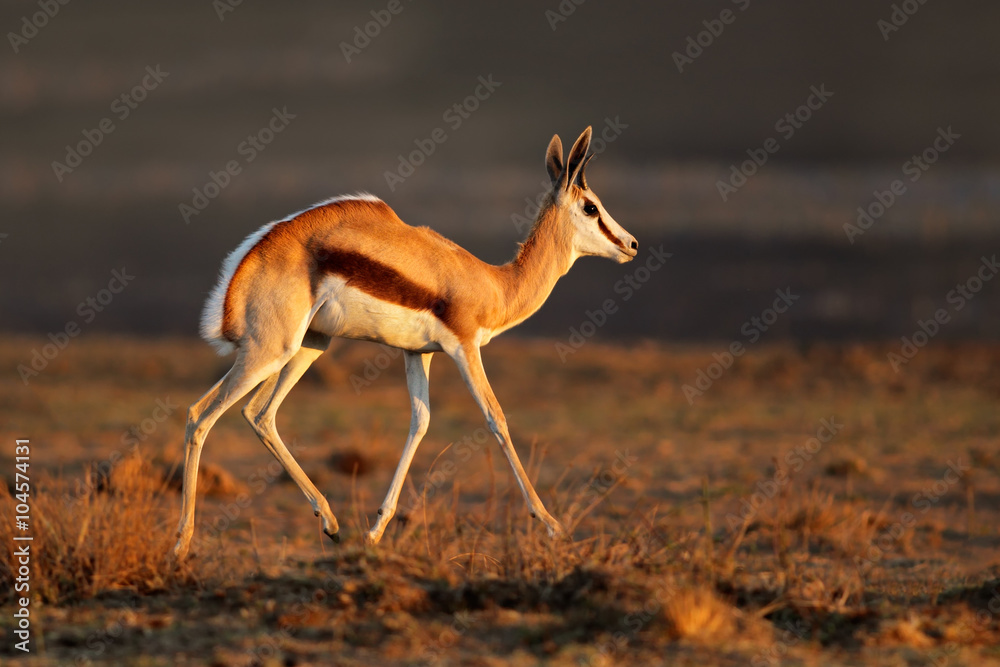 A springbok antelope (Antidorcas marsupialis) in late afternoon light, South Africa. A springbok antelope (Antidorcas marsupialis) in late afternoon light, South Africa.
