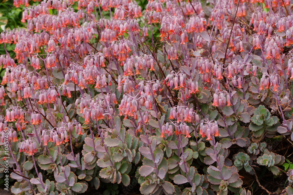 Fototapeta premium Dickblattgewächs Kalanchoe fedtschenkoi