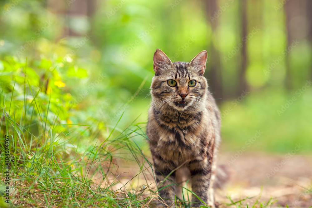 Cat walking in the forest in summer