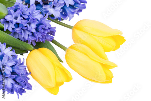 Fototapeta Naklejka Na Ścianę i Meble -  Blue hyacinth and yellow tulip flowers isolated on white