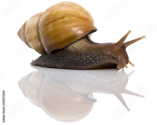 Garden Snail In Front Of White Background Stock Photo Adobe Stock