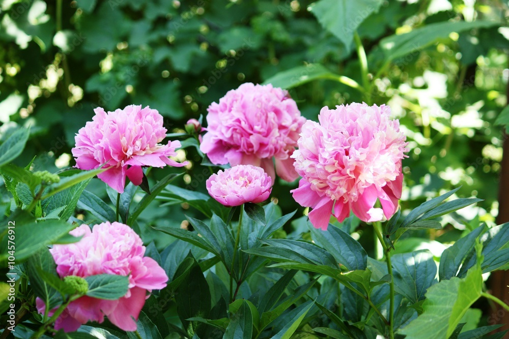 Pink flowering peonies in the garden Pink flowering peonies in the garden