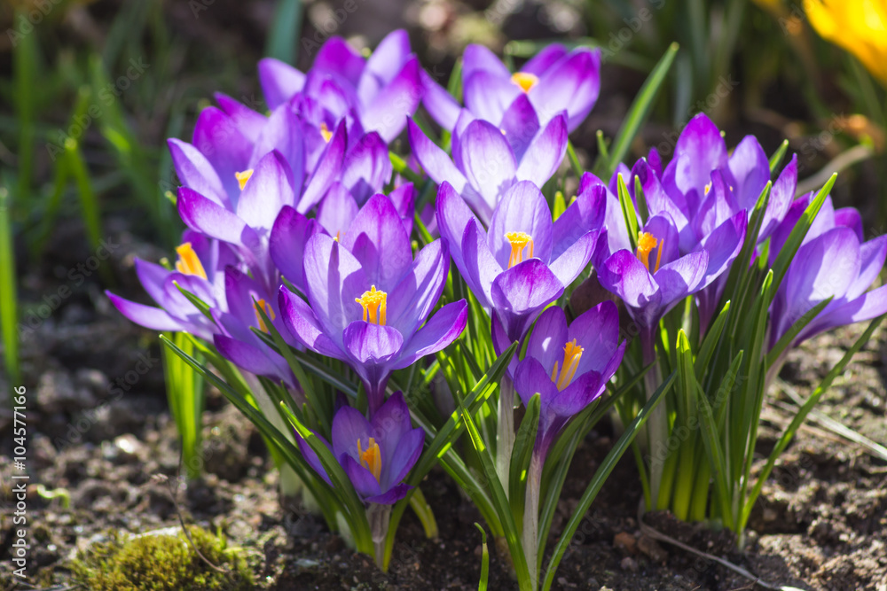 crocuses blooming in the botanical garden crocuses blooming in the botanical garden