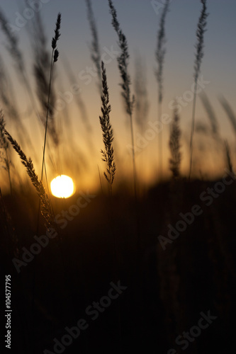 evening sun
